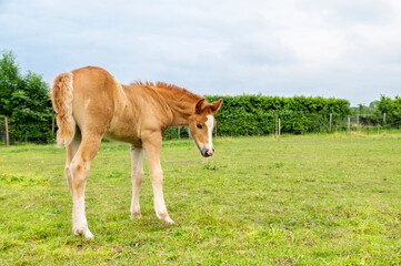 Naklejka na ściany i meble Brown horse foal standing in the green farm field