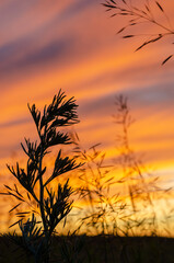 Wild grass against a rising sun. Sunrise in the Volga delta