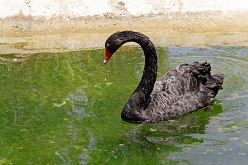 Naklejka premium A black swan swims in the water of an artificial reservoir. Focus on the bird.