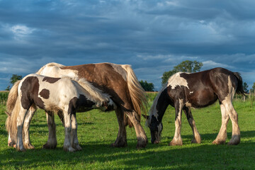 Irish cob horses in a pasture in spring.