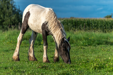 Irish cob horses in a pasture in spring.