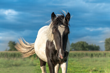 Obraz premium Irish cob horses in a pasture in spring.