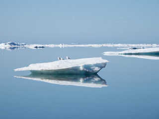 Canadian Arcitc with glaciers and sea ice and polar bears. Cold frigid region, mountains and...
