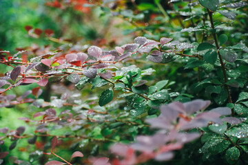 drops of water after rain on the leaves
