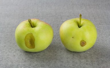 Ripe garden apples with brown spots on grey background
