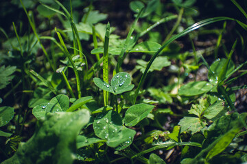 drops of water after rain on the leaves