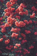 flowers are in full bloom on the bushes