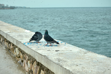 Groups piece of doves and pigeons. Gray feathers and colorful feathers on their necks. They are landing on a wall near the seaside and shore during overcast weather.