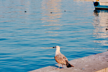 Single and huge seagulls in port and harbor of kadikoy shore with pedestrian transportation ferry background in istanbul turkey 04.03.2021 during sunrise in the morning.