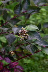 butterfly on a flower