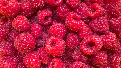 Texture background from a large number of raspberries.
