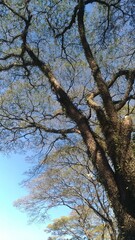 Tree and blue sky in the background.
