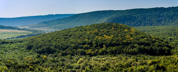 a forest landscape