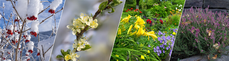 Four seasons plants and flowers collage. Horizontal banner with photos of winter, spring, summer,...
