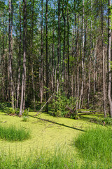 The forest swamp is covered with green tina. Wild forest with many trees in a marshy area. Summer sunny day in the forest. Nature landscape background
