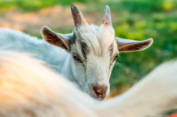 Fototapeta premium Portrait of a cute goat