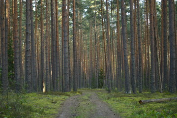 pine forest 