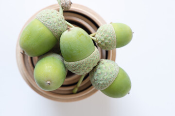 acorns on a table