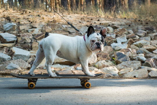 French Bulldog Riding A Skateboard