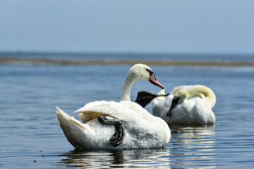 Romantic couple of swans on black sea, love 