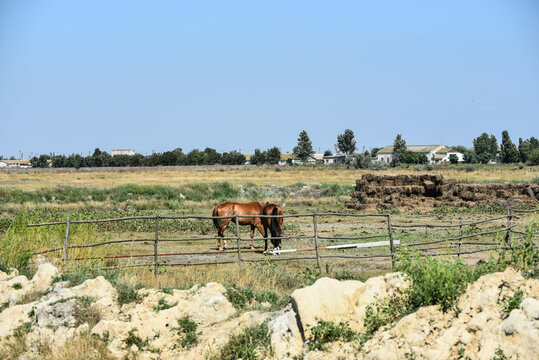 Horses in stable grazing, nature reserve