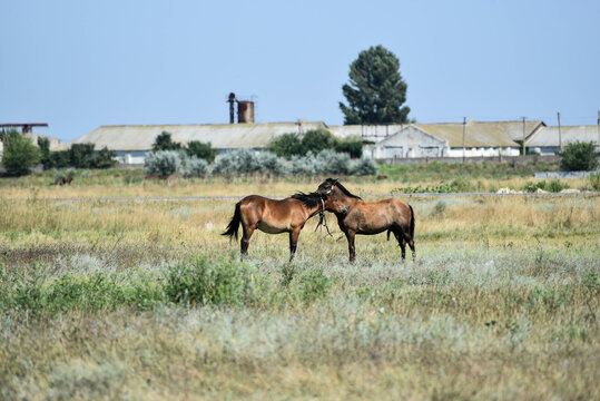 Two horses hugging in the nature reserve © Vita