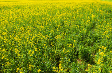 Obraz premium Fields. Sown fields. Square plots of fields. View from above. Aerial photography