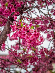 Cacho de flores de uma árvore de cerejeira no centro de Gramado na Serra gaúcha em vertical