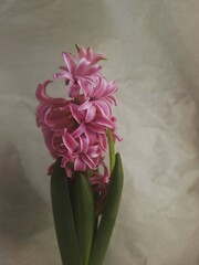 Pink hyacinth on paper background