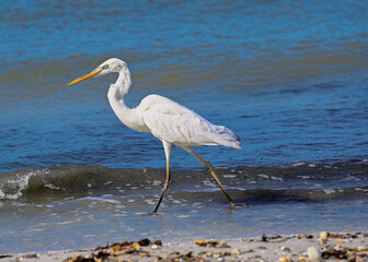 Great Egret, Fort Myers, Florida.