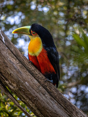 O tucano-de-bico-verde (Ramphastos dicolorus) é uma espécie de tucano nativa do Brasil, Bolívia, Argentina e Paraguai. Tucano de Bico Verde