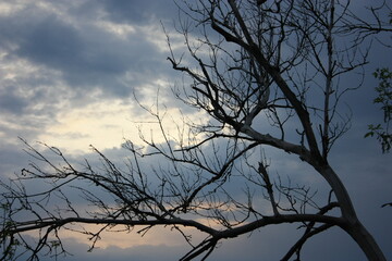 silhouette of tree