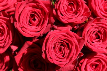Hintergrund  rote Rosen.