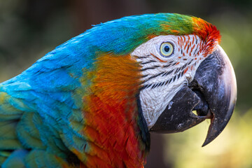 Pássaro Arara de lado perfil com uma coloração única e diferenciada