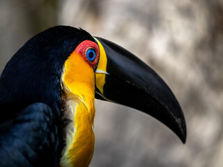 Ramphastos vitellinus, vulgarmente conhecido como tucano-de-bico-preto, canjo (em Mato Grosso) e tucano-pacova, é uma ave da ordem Piciformes, da família Ramphastidae.