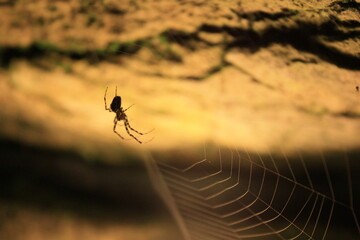 spider on web