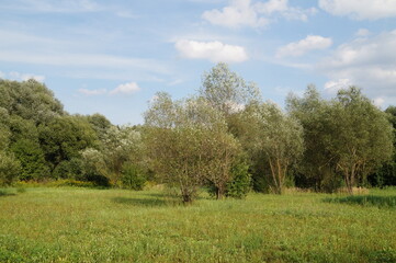 Fototapeta premium trees in the field