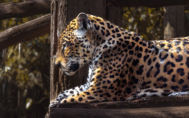 A onça-pintada ou jaguar (Panthera onca), deitada de lado na árvore