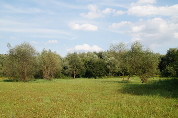 landscape with trees