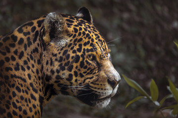 Obraz premium A onça-pintada ou jaguar (Panthera onca) lateralmente cabeça e olhos.