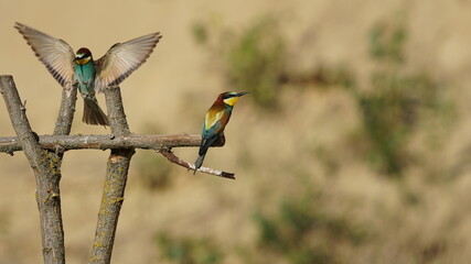 endangered colourful bee-eater sitting on branch and another bee-eater approaching with spreaded...