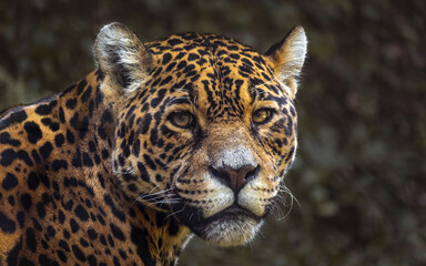 A onça-pintada ou jaguar (Panthera onca), olhando fixo para a câmera, cabeça e olhos. © Leonardo Maffei