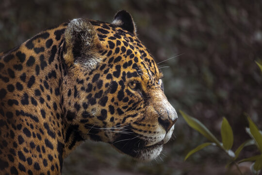 A onça-pintada ou jaguar (Panthera onca) lateralmente cabeça e olhos.