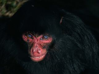 Macaco-aranha. Macaco aranha Primata endêmico do Brasil em perigo de extinção. Amazônia, Brasil