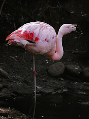 Flamingo é uma ave pertencente à família Phoenicopteridae da ordem Phoenicopteriformes no zoológico de Gramado.