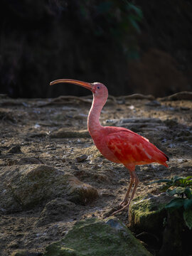 Guar&aacute;, ave da america do sul de uma cor vermelho e rosa muito bonita no Brasil. Eudocimus ruber