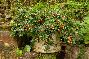 jerusalem cherry, beautiful but its berries are poisonous