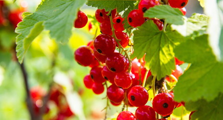 Branch with red currant berries on berry bush in garden. Summer season fruits on sunlight