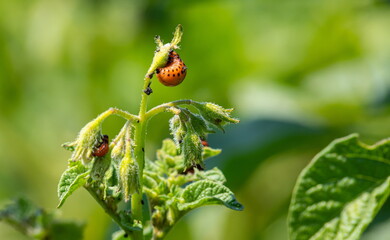Colorado potato beetle and red larva crawling and eating potato leaves.