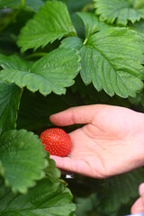 hand holding strawberry